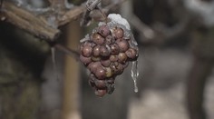 Počasí udělalo radost vinařům. Začali se sběrem ledového vína