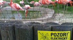 Chtěla fotit zvířátka, dostala elektrickou ránu
