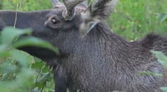 V Česku se objevil další los. Hlasujte v anketě, jak by se mládě mělo jmenovat