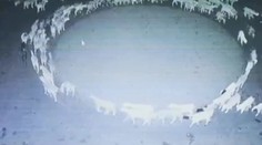 VIDEO: Záhada, která nemá obdoby! Stádo ovcí už přes 10 dní chodí v kruhu