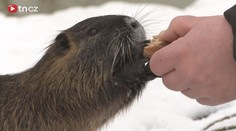 Video: Roztomilé nutrie se nechají krmit přímo z ruky