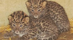 Mláďata levhartů v olomoucké zoo se mají čile k světu. Jejich pohlaví se ale zatím neví