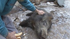 Žije z důchodu, stará se o 2500 zvířat. SRDCE na dlani