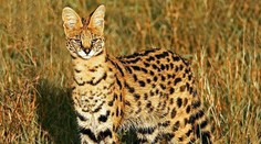 Po Praze pobíhala nebezpečná šelma. Chovateli utekl serval