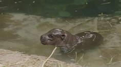 V americké zoo mají vzácný přírůstek. Ale je to pěkný strašpytel!