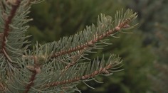 Výběr vánočního stromku: Které druhy jsou letos nejpopulárnější?