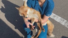 Nevozte živelně zvířata z Ukrajiny. Veterináři varují před zavlečením vztekliny