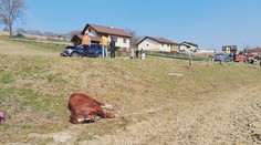 Kůň se splašil a skočil pod auto. Krátce předtím vezl malé děvče