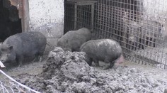 Prasata změnila život na vesnici v peklo! Obyvatelé si nevědí rady