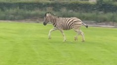 Ze zoo v Jihlavě utekly zebry. Proplétaly se hustou dopravou