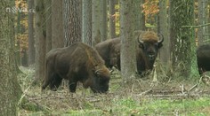 Z táborské zoo uteklo stádo zubrů evropských, lidé mají být ostražití