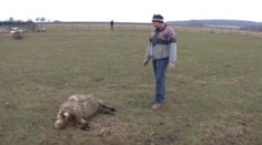 Psi roztrhali ovce, přežil jen beran. Kdy zaútočí zase?