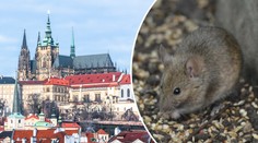 Pražský hrad zamořili hlodavci! Do akce musí deratizátor
