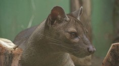 Zoo Praha přivítala nové obyvatele: Šelmy fosa. Vrátil se i ztracený fenek