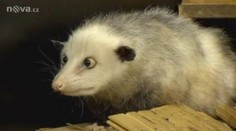 VIDEO: Šilhající vačice Heidi se stane hvězdou Oscarů