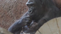 V pražské zoo se narodilo další gorilí mládě. Jméno vybere slavná primatoložka