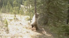 VIDEO: Tohle byste od medvědů v lese nečekali