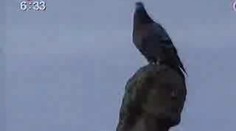 VIDEO: V Opavě si posvítili na holuby