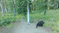 Útok medvěda na Slovensku! Myslivec skončil v nemocnici
