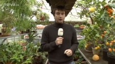 Exotické ovoce si pěstuje v soukromé botanické zahradě