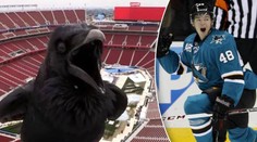 Rumburak vystrašil NHL! Měl by mít Hertl důvod k obavám?
