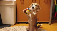 I bígl může být šikovný! Tenhle chytá balón jak Petr Čech