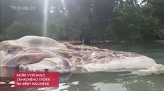 Moře vyplavilo neznámé monstrum! Nikdo neví, co je zač