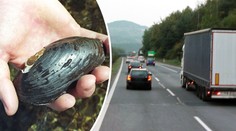 Řidiči mají smůlu: Stavbu dálnice D3 brzdí chráněná perlorodka!