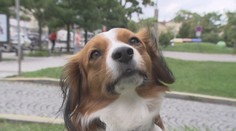 Praha plánuje zpřísnit podmínky pro venčení psů. Majitelům se to nelíbí