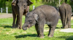 Zoo Praha má na Den dětí speciální program. Do 15 let je vstup za korunu