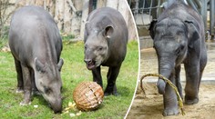 Velikonoční nadílku si v pražské zoo užila i zvířata! FOTO UVNITŘ