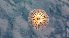 Turisty v Chorvatsku čekalo nepříjemné překvapení. V Jadranu plave jedovatá medúza