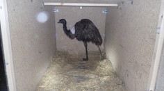 Kvůli uprchlému pštrosovi musely brzdit vlaky, zvíře se zranilo!