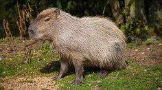 Pohřešovaná kapybara se po týdnu našla. Vrátila se sama do zooparku