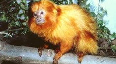 V ústecké zoo mají nové mládě vzácného lvíčka zlatého
