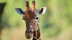 Tragédie v zoologické zahradě: Žirafa si zlomila vaz