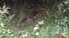 Opilý muž ležel ve křoví několik dní! Žrali ho červi a brouci zaživa