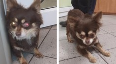 Nepochopitelné chování! Lidská hyena vyhodila z auta čivavy a odjela
