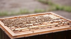 Ve Spolchemii chovají včely. Med budou testovat přímo v jejích laboratořích