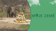 V pražské zoo se pořádně slavilo. Slůně Amalee má za sebou první rok