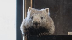 Vombatí sameček Cooper se dočkal. Do zoo mu dorazila nová partnerka