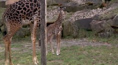 Roztomilé mládě žirafy se narodilo v ohájské ZOO