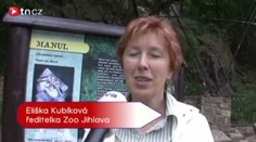Mazlivá kočička má skvostné mládě