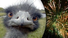 HYENY: Pštrosa Vendu zabili pyrotechnikou! Jen tak pro zábavu