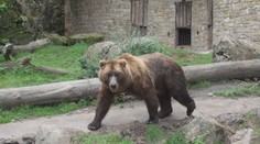 Děčínská zoo se pyšní evropským unikátem. Chová medvěda kamčatského