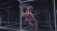 Významný milník pro paleontologii. Vědci našli lebku nového dinosaura