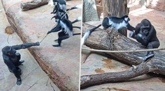 VIDEO: Bitka ve výběhu pražské zoo. Létaly flákance a šermovalo se s klacky