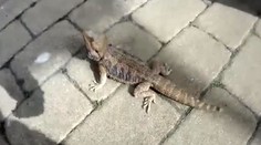 VIDEO: V centru Ostravy se procházel ještěr. Zastavili ho strážníci