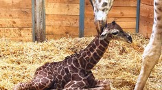 Žirafí babyboom v pražské zoo! Narodilo se už druhé mládě