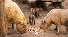 Plzeňská zoo získala čínské takiny zlaté. Jsou stejně vzácné jako pandy